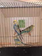 Meerdere kleuren grasparkieten, Meerdere dieren, Parkiet