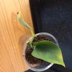 Scindapsus jade satin nr 65, Ophalen of Verzenden, Halfschaduw, Minder dan 100 cm