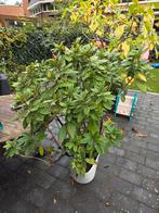 Rhododendron - Prachtige Bloeiende Struik, Tuin en Terras, Planten | Tuinplanten, Ophalen, Overige soorten, Halfschaduw