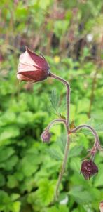 geum rivale (bodembedekker), Tuin en Terras, Planten | Tuinplanten, Bodembedekkers, Lente, Ophalen