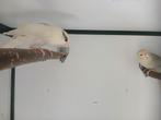 Kakariki's koppel, Dieren en Toebehoren, Vogels | Overige Vogels, Meerdere dieren, Geringd