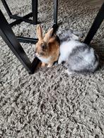 2 konijntjes zoeken huisje nieuw huisje, Dieren en Toebehoren, Konijnen, Meerdere dieren
