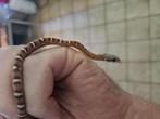 Pantherophis guttatus Okeetee Scaleless, Dieren en Toebehoren, Reptielen en Amfibieën