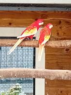 Te koop een mooi broedrijp koppel rubino rossellas, Dieren en Toebehoren, Vogels | Parkieten en Papegaaien, Meerdere dieren, Parkiet