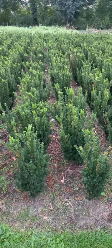 Taxus media 'Hillii' beschikbaar voor biedingen
