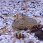 Caridina Japonica, Dieren en Toebehoren, Vissen | Aquariumvissen, Vis
