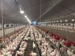 Drinktonnen/drinktorens/drinkbakken/plassons pluimvee, Dieren en Toebehoren, Pluimvee, Kip