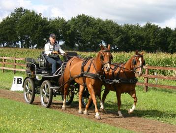 KOETS HANSMEIER LEON EN TWEESPAN AQHA PAARDEN beschikbaar voor biedingen