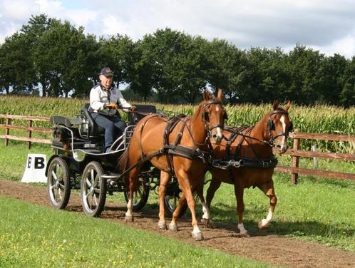 KOETS HANSMEIER LEON EN TWEESPAN AQHA PAARDEN, Dieren en Toebehoren, Paarden, Ruin, Niet van toepassing, Minder dan 160 cm, 7 tot 10 jaar