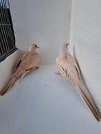 Koppel diamantduiven topaas bruin., Dieren en Toebehoren, Vogels | Overige Vogels, Meerdere dieren, Tropenvogel, Geringd