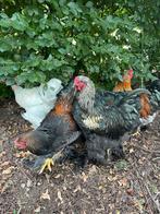 Hanen- Brahma’s, Dieren en Toebehoren, Pluimvee, Mannelijk, Kip