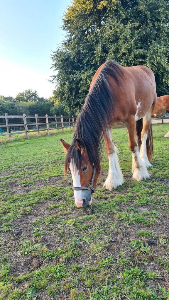 Te koop prachtige Tinker merrie / Irish Cob, Dieren en Toebehoren, Paarden, Merrie, Minder dan 160 cm, Recreatiepaard