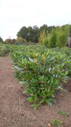 Rhododendron ponticum 80-90 cm, Tuin en Terras, Ophalen of Verzenden, Rhododendron, Struik, Minder dan 100 cm