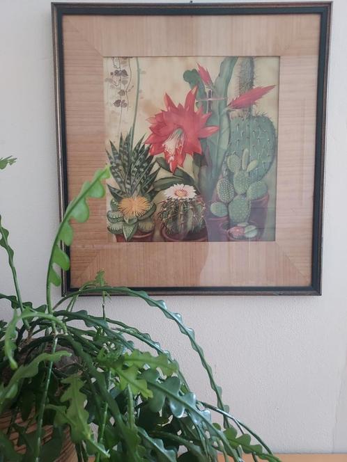 Aquarel cactussen cactus Mary Wills, Antiek en Kunst, Kunst | Schilderijen | Klassiek, Ophalen of Verzenden