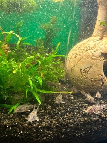 Corydora Paleatus beschikbaar voor biedingen