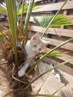 Kittens, Meerdere dieren