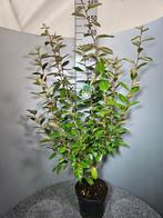 Elaeagnus / Olijfwilg, Tuin en Terras, Ophalen, Overige soorten, 100 tot 250 cm
