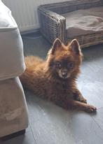 keesHondje zoekt een nieuw huisje, Dieren en Toebehoren, Honden | Chihuahua's en Gezelschapshonden, 6 jaar of ouder, Rabiës (hondsdolheid)