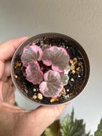 Saxifraga stolonifera variegata, plantje uit stek, Ophalen of Verzenden, Overige soorten, Minder dan 100 cm