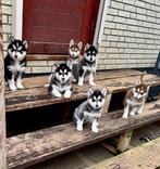 Pomsky pups, Overige rassen, 8 tot 15 weken, Meerdere, Meerdere dieren