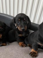 Kaninchen teckel pups te koop, Dieren en Toebehoren, Kaninchen, Rabiës (hondsdolheid), 8 tot 15 weken, Korthaar