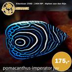 Zeevis, Vis, Zoutwatervis