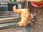 Orpington buff hen, Dieren en Toebehoren, Vrouwelijk, Kip
