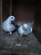 Damascener, Dieren en Toebehoren, Vogels | Duiven, Meerdere dieren
