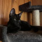 ACE: Harvey is prachtig om te zien!, Kater, Langharig, 0 tot 2 jaar
