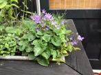 Vaste plantenstekken, Tuin en Terras, Ophalen, Zomer, Overige soorten, Volle zon