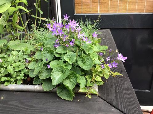 Vaste plantenstekken, Tuin en Terras, Planten | Tuinplanten, Overige soorten, Volle zon, Zomer, Ophalen