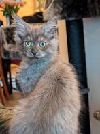 maine coon katertjes, Kater, Gechipt, 0 tot 2 jaar