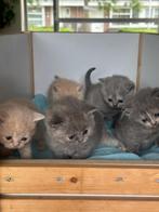 Britse korthaar kittens, Dieren en Toebehoren, Katten en Kittens | Raskatten | Korthaar, Meerdere dieren, Ontwormd, 0 tot 2 jaar