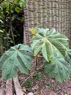 Stekken Rijstpapierplant (tetrapanax papyrifer rex), Tuin en Terras, Ophalen, Volle zon, Overige soorten, Minder dan 100 cm