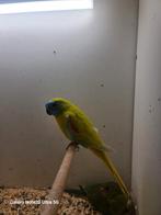 Turquoisine, Mannelijk, Parkiet
