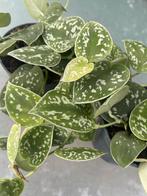 SCINDAPSUS PICTUS ARGYRAEUS, Overige soorten, Minder dan 100 cm, Groene kamerplant, Halfschaduw