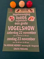 Vogel show, Mannelijk, Parkiet