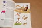 Bruun's / Thieme's Vogelgids — Alle Vogels van Europa, Ophalen of Verzenden, Gelezen, Vogels