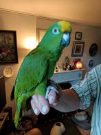 Geelvoorhoofd amazone pop, Dieren en Toebehoren, Vogels | Parkieten en Papegaaien, Vrouwelijk, Papegaai