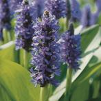 waterlelie, bloeiende oeverplanten, vijverplanten, Tuin en Terras, Planten | Tuinplanten, Ophalen of Verzenden, Zomer, Vijverplanten