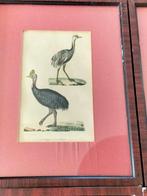 4 antieke etsen van vogels., Verzenden