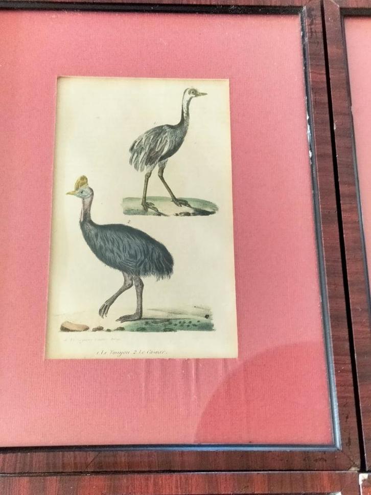 4 antieke etsen van vogels., Antiek en Kunst, Kunst | Etsen en Gravures, Verzenden