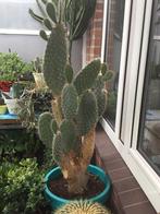 GROTE CACTUS, Ophalen, Cactus, In pot, Volle zon