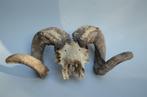 schedel van een ram / schaap, Ophalen of Verzenden, Gebruikt, Boerderijdier, Schedel