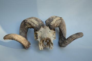 schedel van een ram / schaap beschikbaar voor biedingen