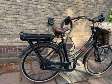 Mooi stella dolca beschikbaar voor biedingen