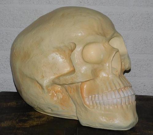 Skull ,schedel, Verzamelen, Overige Verzamelen, Nieuw, Ophalen of Verzenden