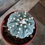 cactus Astrophytum asterias, Huis en Inrichting, Kamerplanten, Cactus, Minder dan 100 cm, Ophalen of Verzenden, Volle zon