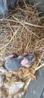 Engelse angora baby's ras zuiver full face, Meerdere dieren, Middelgroot