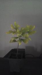 Te koop Ginkgo biloba, In pot, Minder dan 100 cm, Halfschaduw, Zuilboom